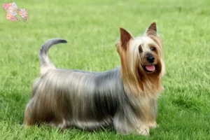 Read more about the article Australian Silky Terrier breeders and puppies in Syddanmark