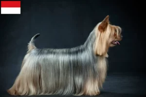 Read more about the article Australian Silky Terrier breeders and puppies in Vienna