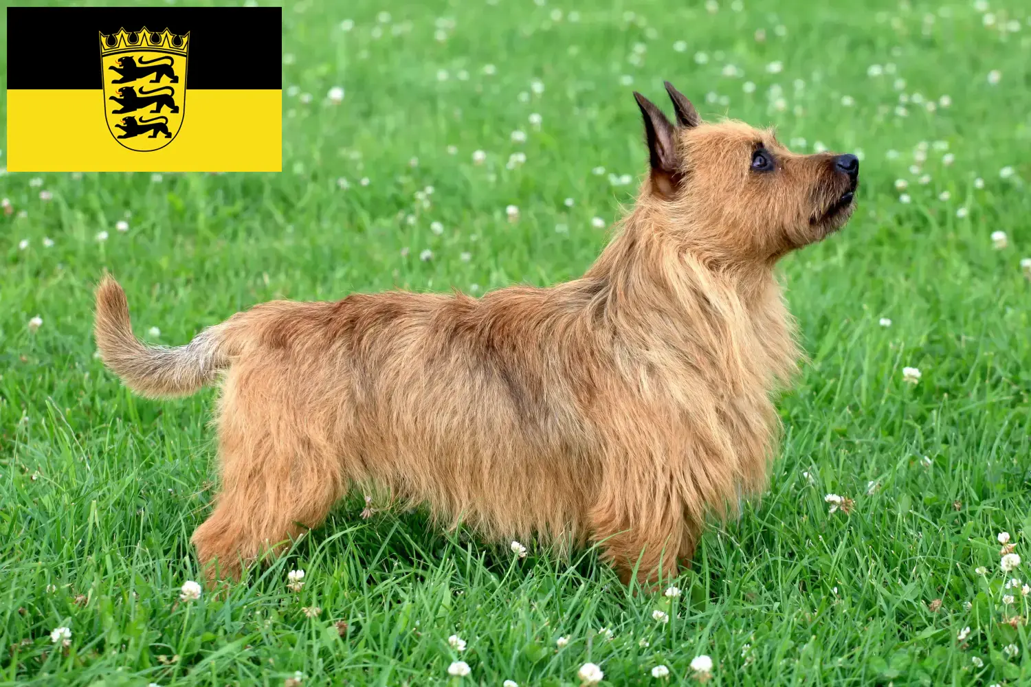 Australian Terrier puppies and breeders Baden-Württemberg Find Australian Terrier breeders in Baden-Württemberg here.