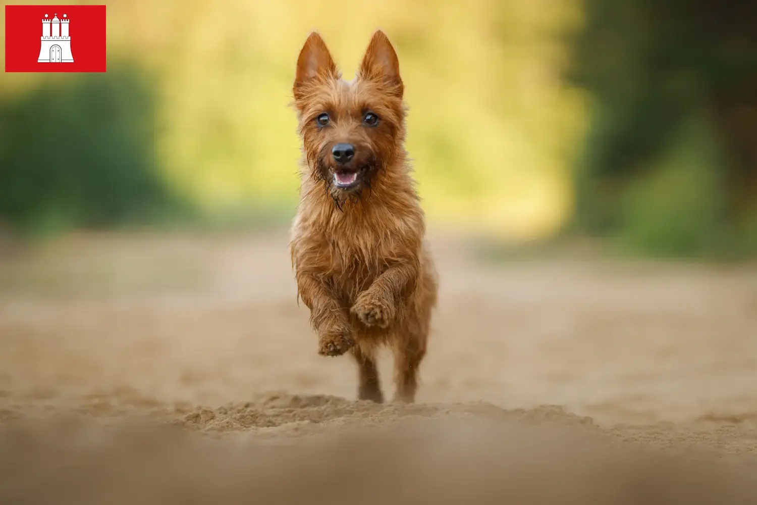 Australian Terrier puppies and breeders Hamburg Find Australian Terrier breeders in Hamburg here.