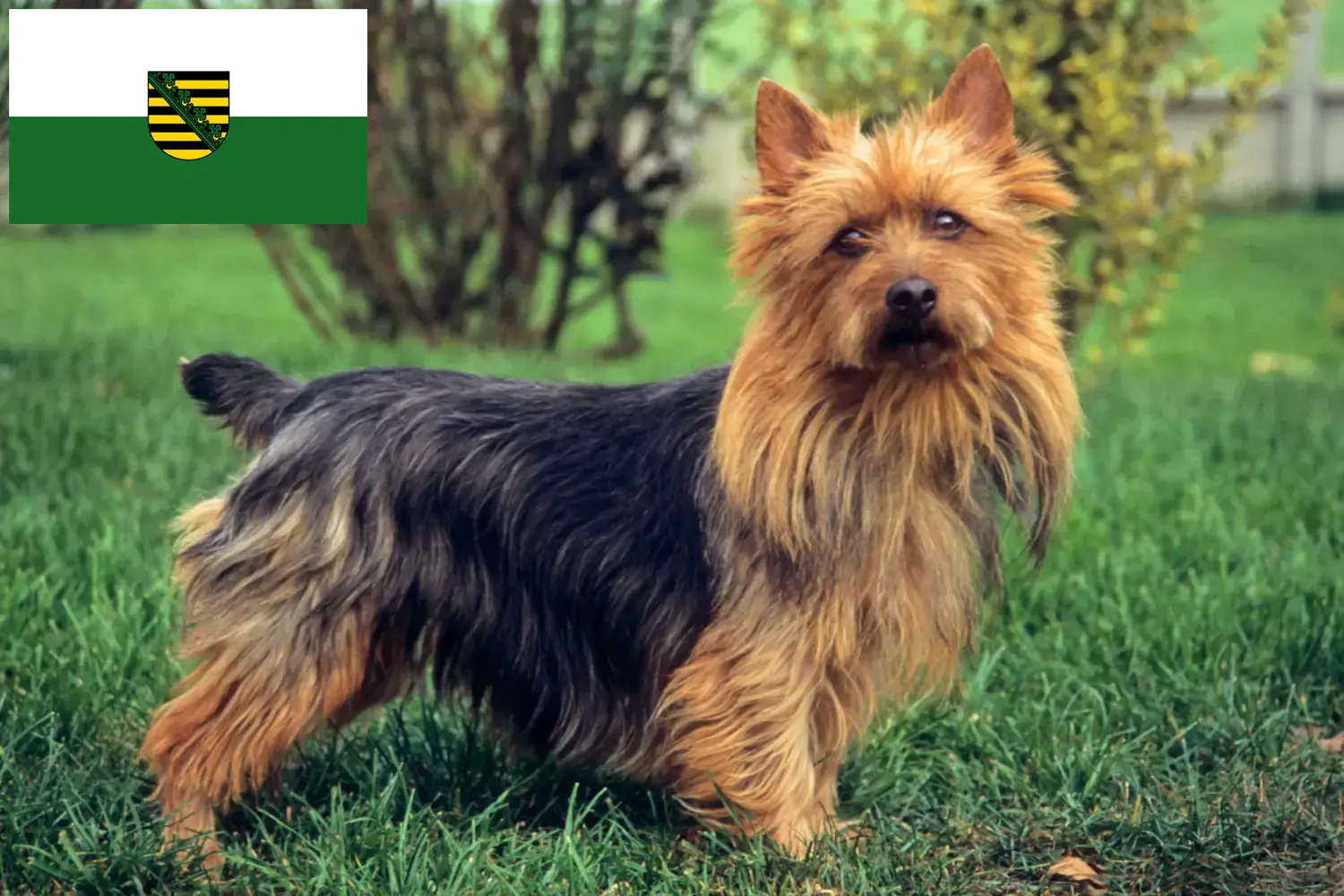 Australian Terrier puppies and breeders Saxony Find Australian Terrier breeders in Saxony here.