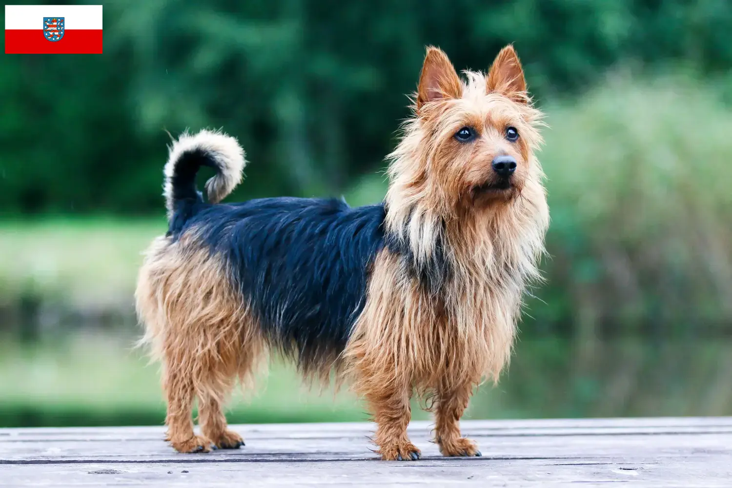 Australian Terrier puppies and breeders Thuringia Find Australian Terrier breeders in Thuringia here.