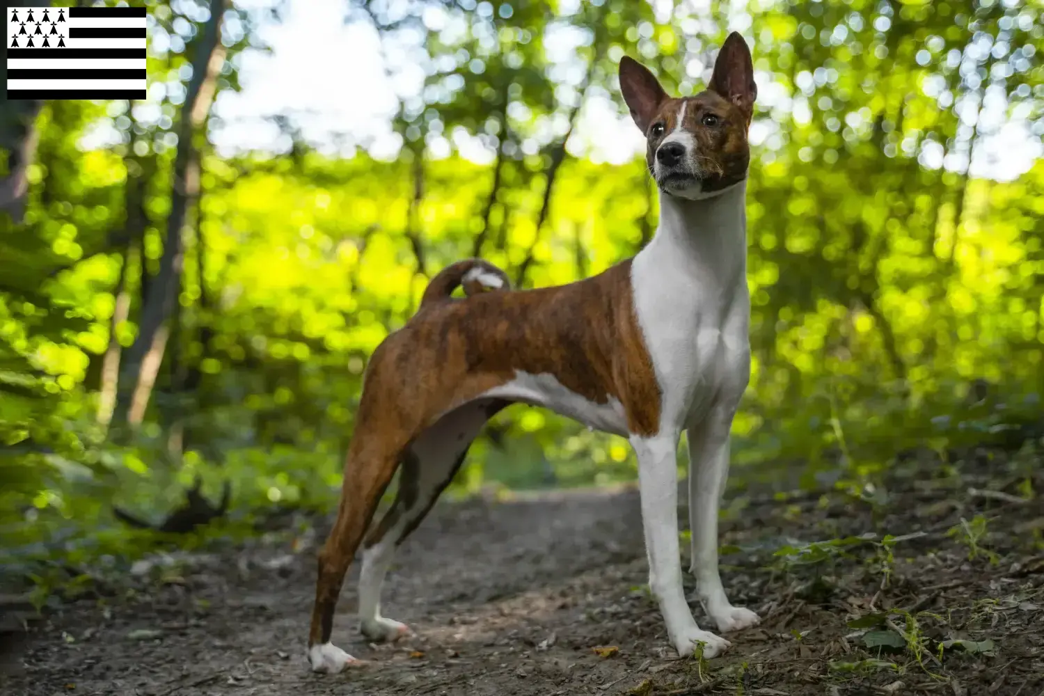 Basenji puppies and breeder Bretagne Here you can find Basenji breeders in Brittany .