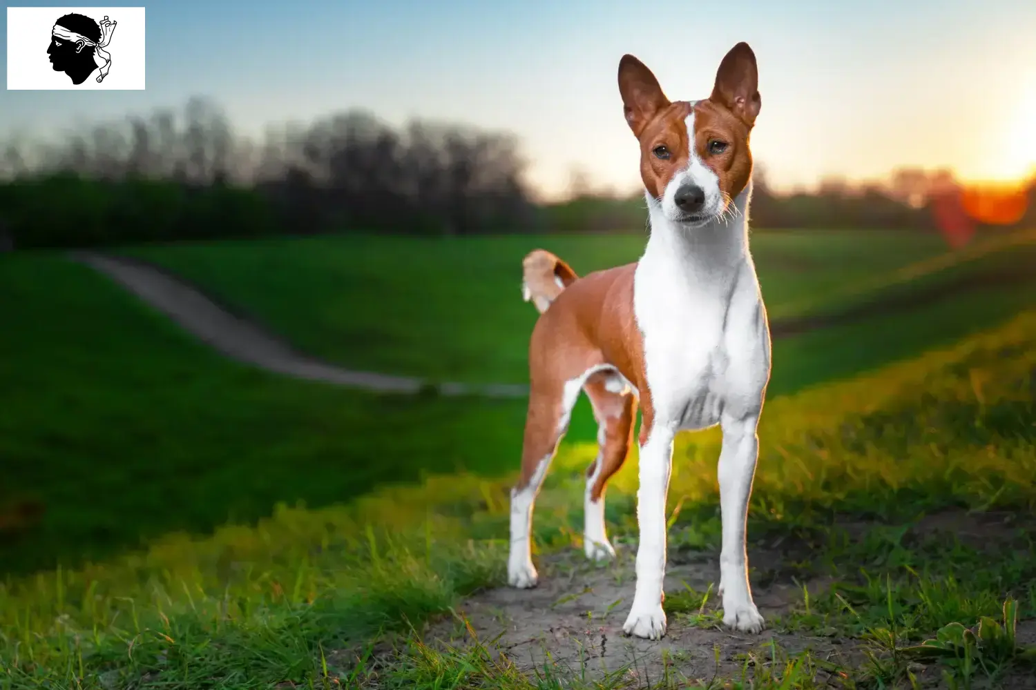 Basenji puppies and breeders Corsica Here you can find Basenji breeders in Corsica.