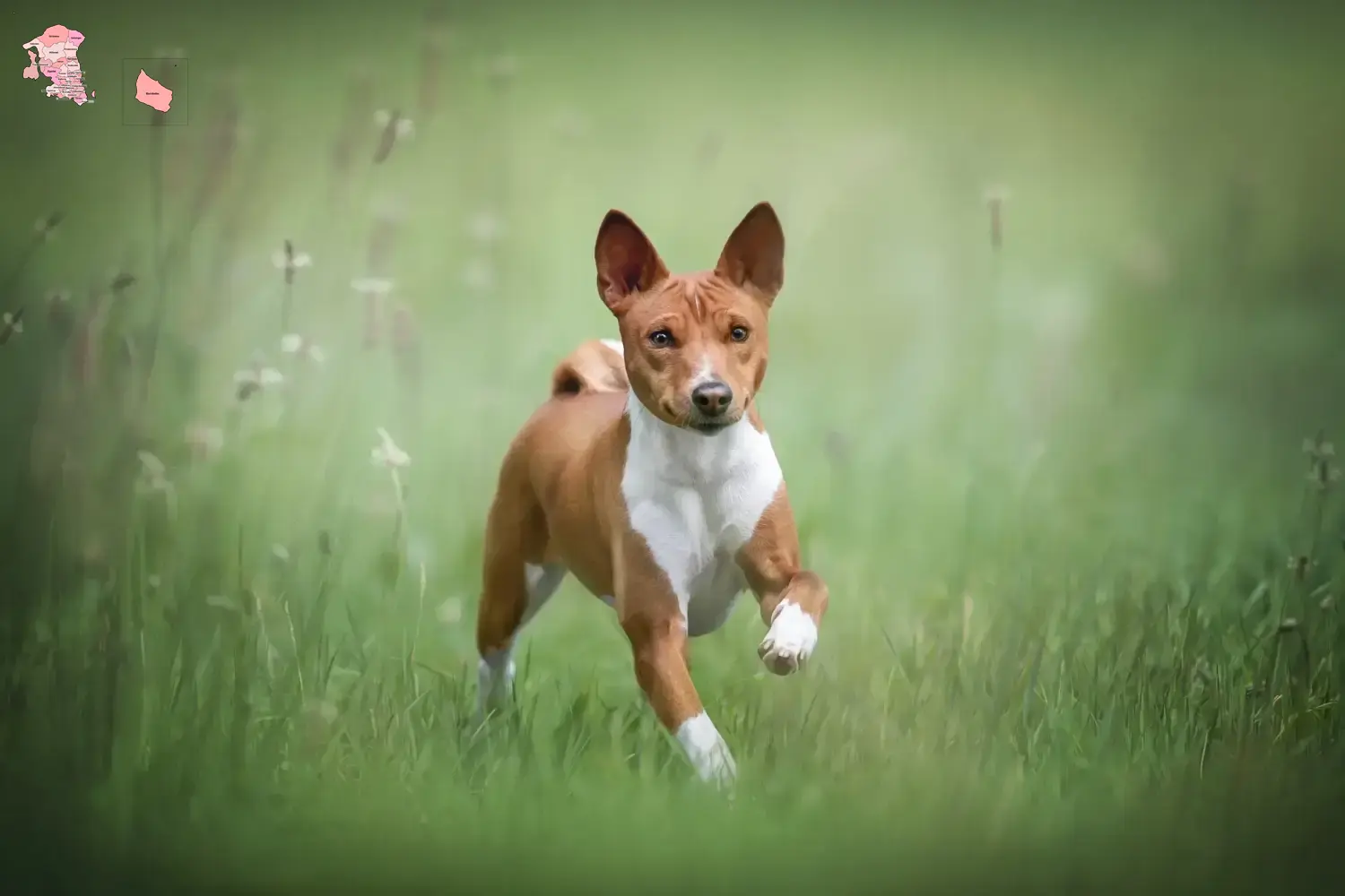 Basenji puppies and breeder Hovedstaden Here you can find Basenji breeders in Hovedstaden.