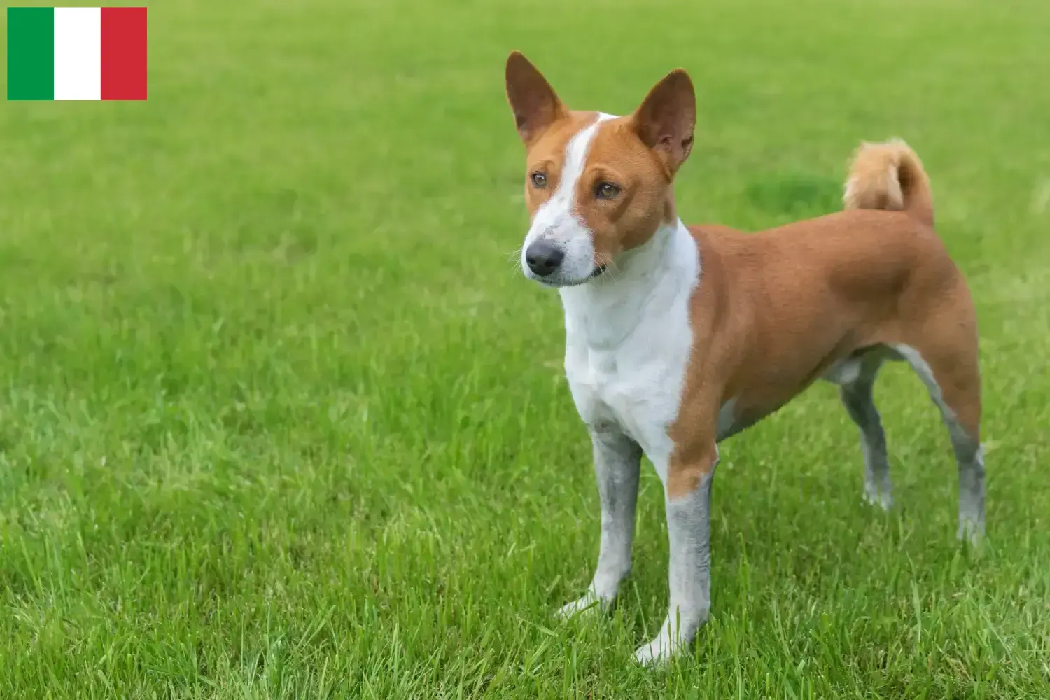 Basenji puppies and breeders Italy Here you can find Basenji breeders in Italy.