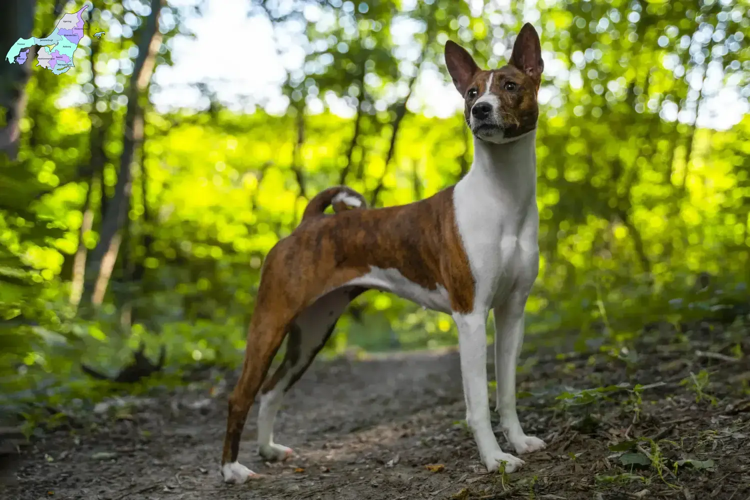 Basenji puppies and breeders Nordjylland Here you can find Basenji breeders in Nordjylland.