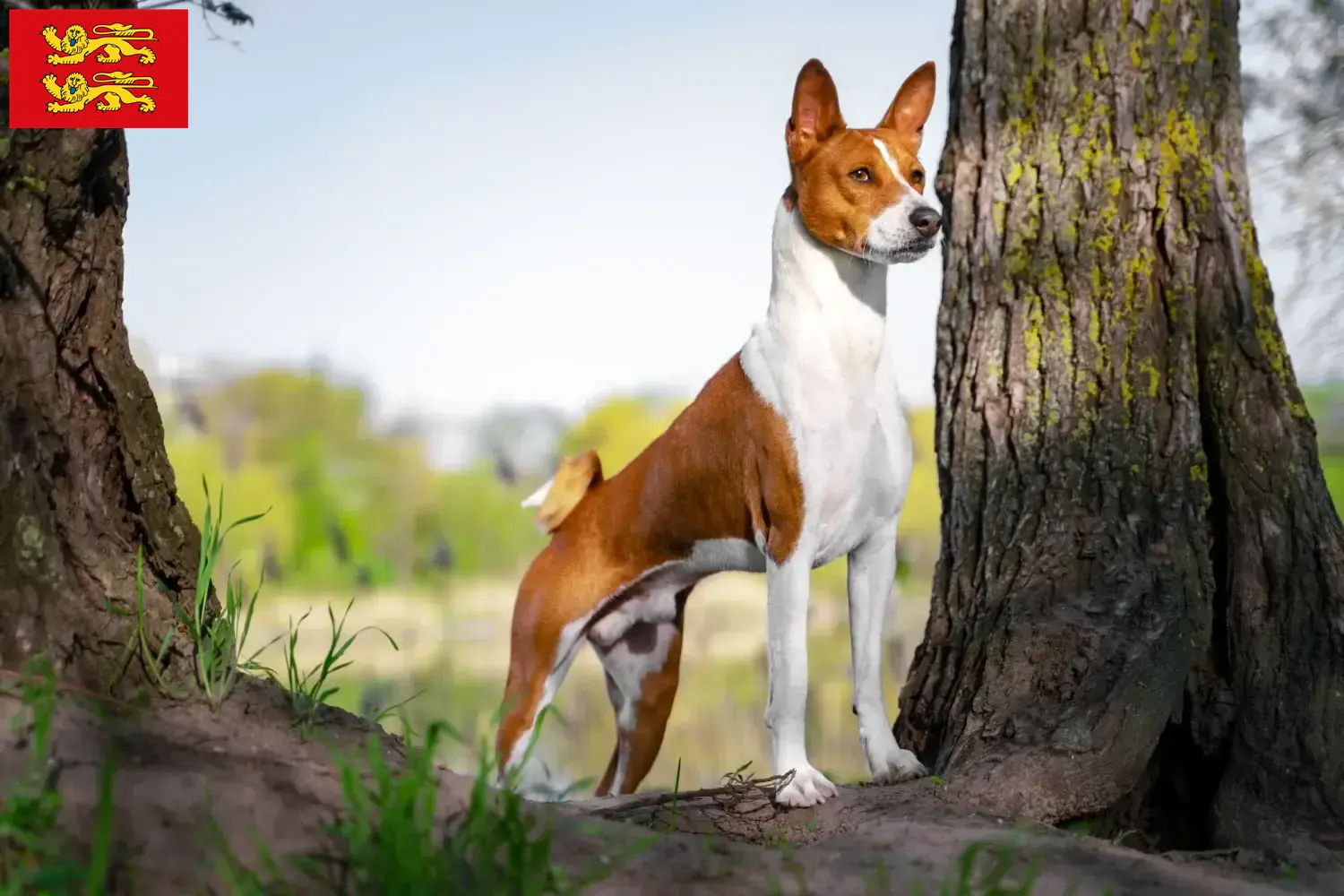 Basenji puppies and breeder Normandy Here you can find Basenji breeders in Normandy.