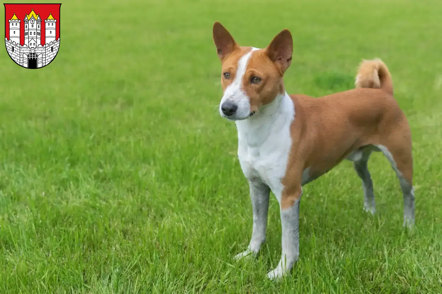 Basenji puppies and breeders Salzburg Here you can find Basenji breeders in Salzburg.