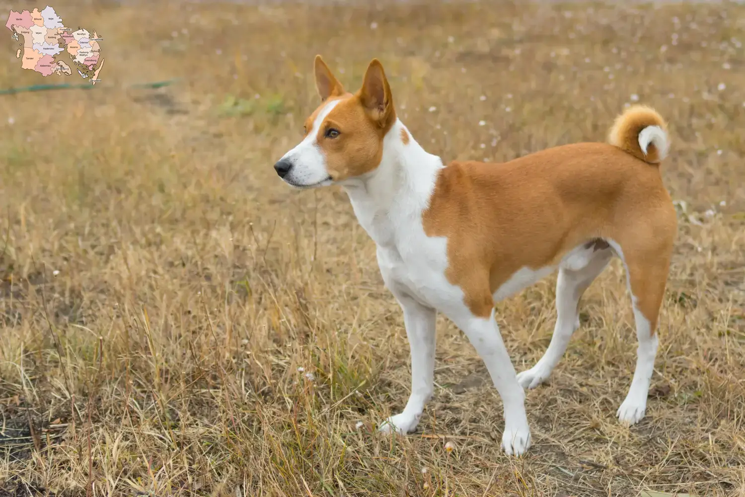 Basenji puppies and breeders Syddanmark Here you can find Basenji breeders in Syddanmark.