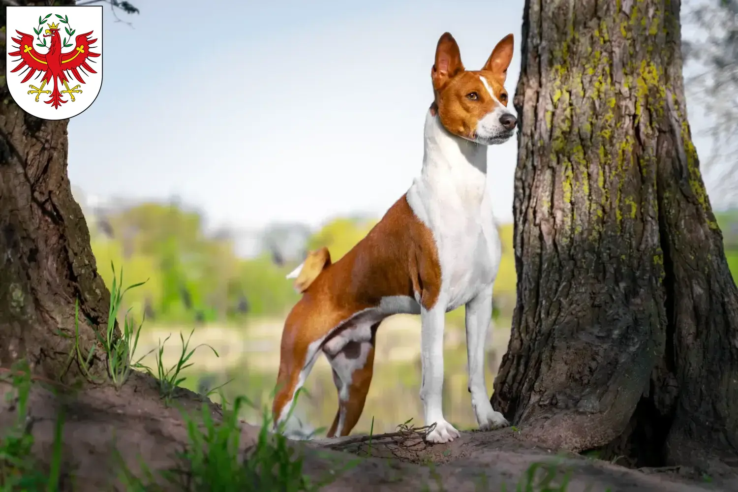 Basenji puppies and breeders Tyrol Here you can find Basenji breeders in Tyrol.