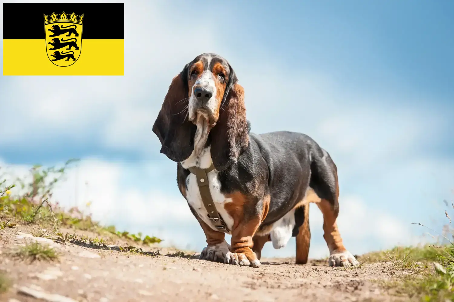 Basset Hound puppies and breeders Baden-Württemberg Here you can find Basset Hounds breeders in Baden-Württemberg.
