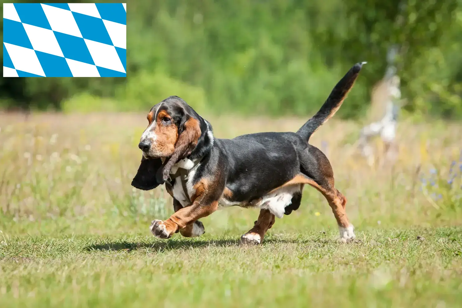 Basset Hound puppies and breeders Bavaria Here you can find Basset Hounds breeders in Bavaria.