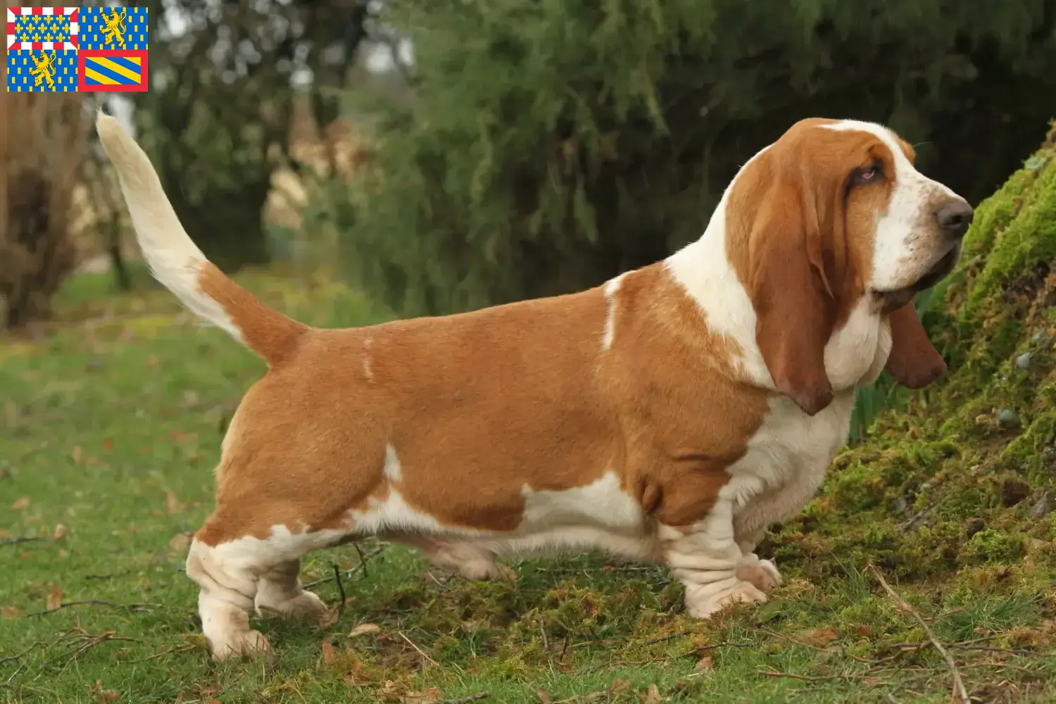 Basset Hound puppies and breeders Bourgogne-Franche-Comté Find Basset Hounds breeders in Bourgogne-Franche-Comté.