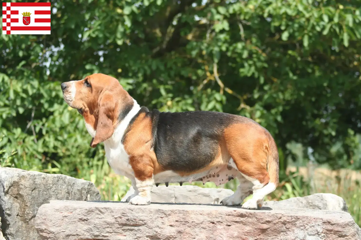 Basset Hound puppies and breeders Bremen Here you can find Basset Hounds breeders in Bremen.