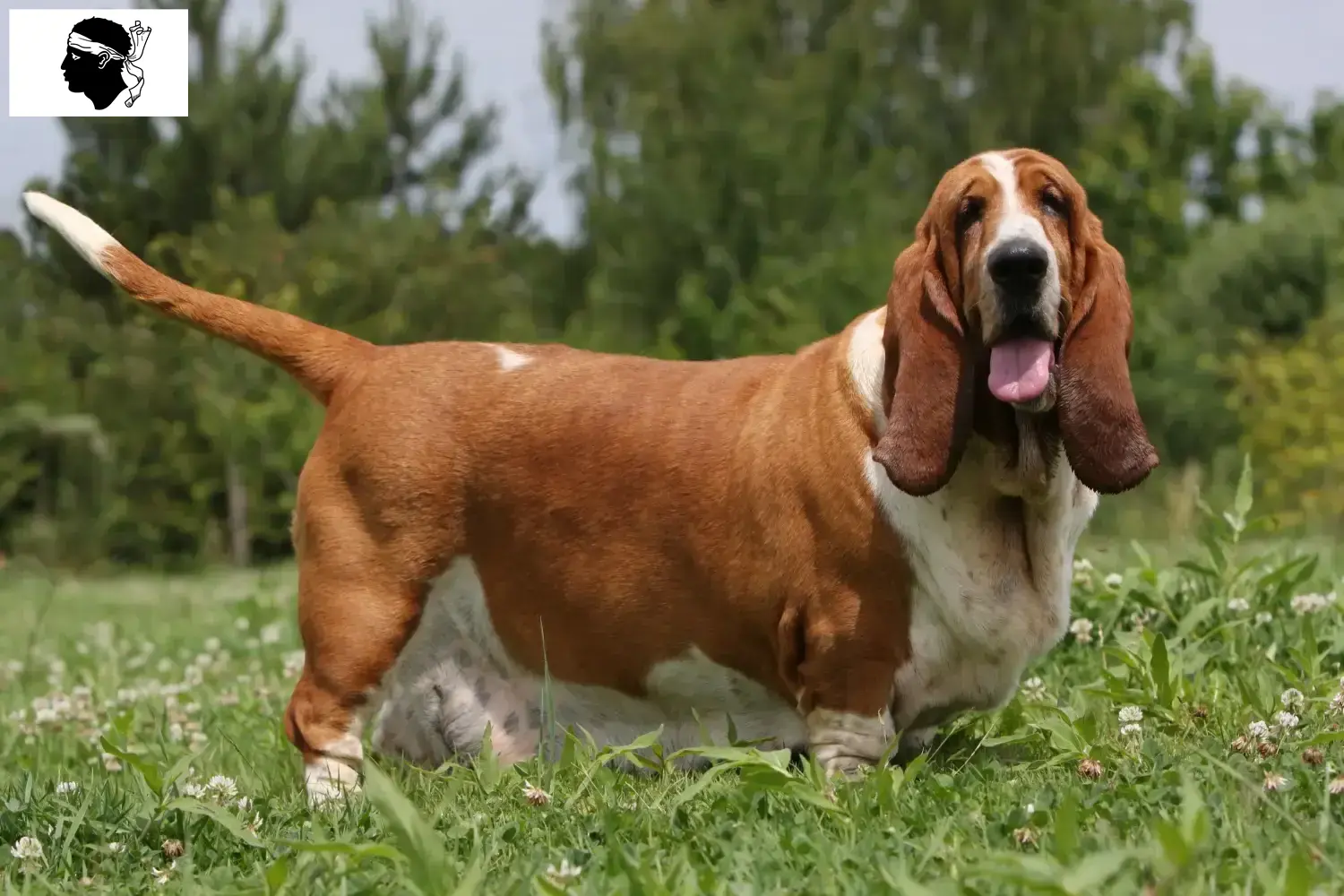 Basset Hound puppies and breeders Corsica Here you can find Basset Hounds breeders in Corsica.