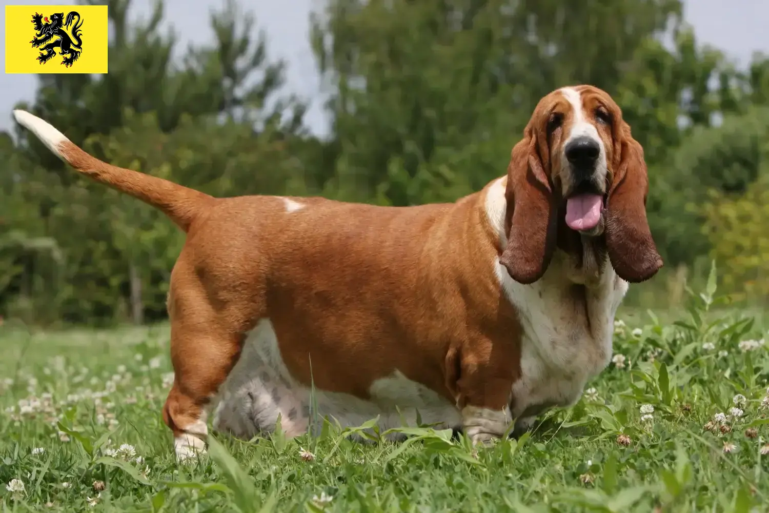 Basset Hound puppies and breeders Flanders Find Basset Hounds breeders in Flanders.