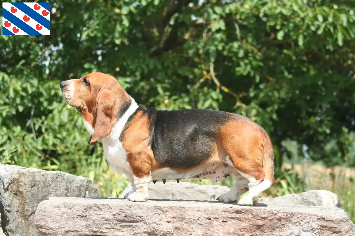 Basset Hound puppies and breeders Friesland Here you can find Basset Hounds breeders in Friesland.