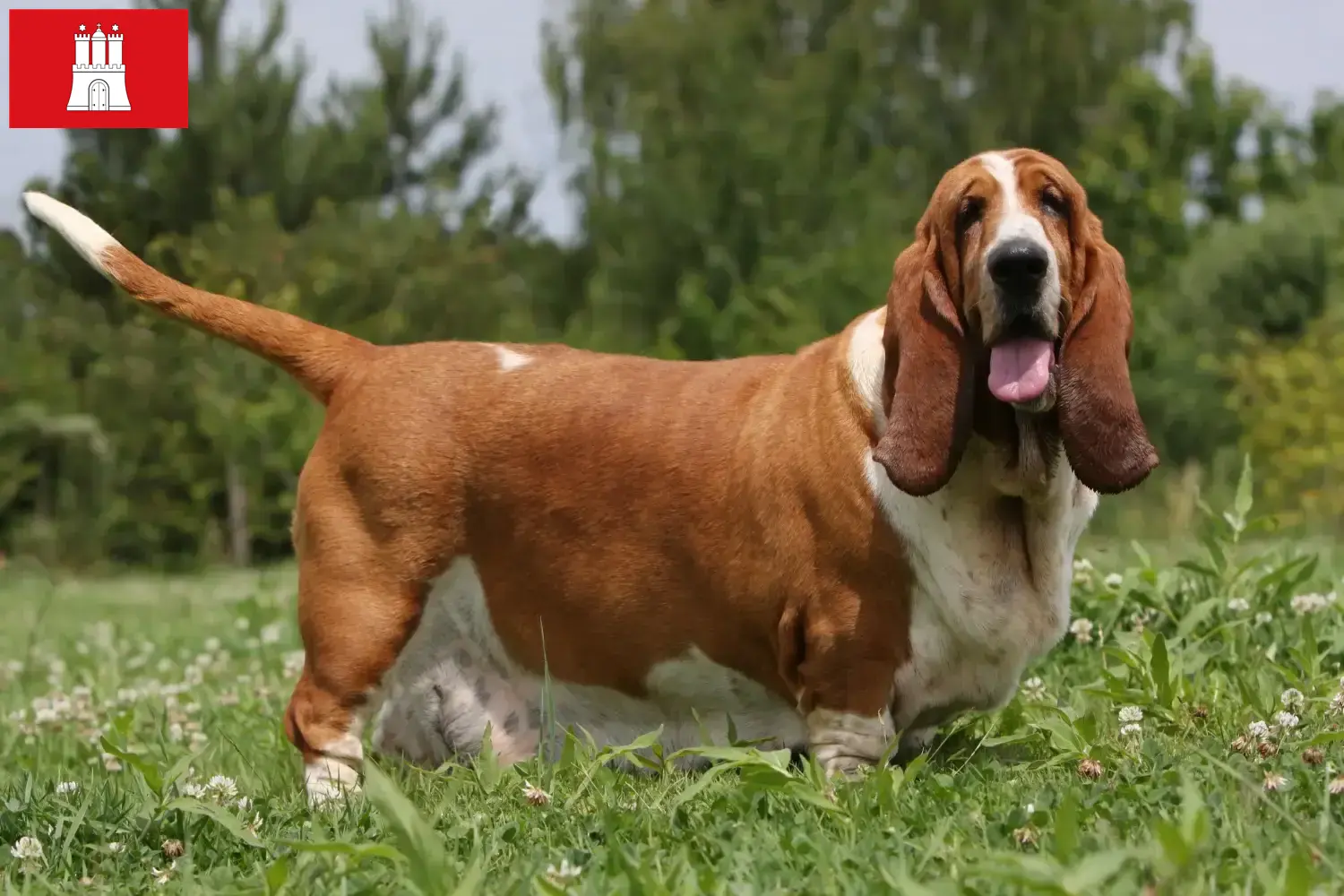 Basset Hound puppies and breeders Hamburg Here you can find Basset Hounds breeders in Hamburg.