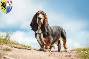 Read more about the article Basset Hound breeders and puppies in Hauts-de-France