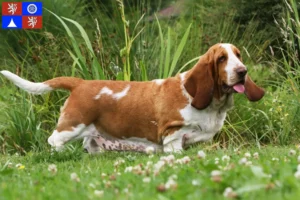 Read more about the article Basset Hound breeders and puppies in Liberec