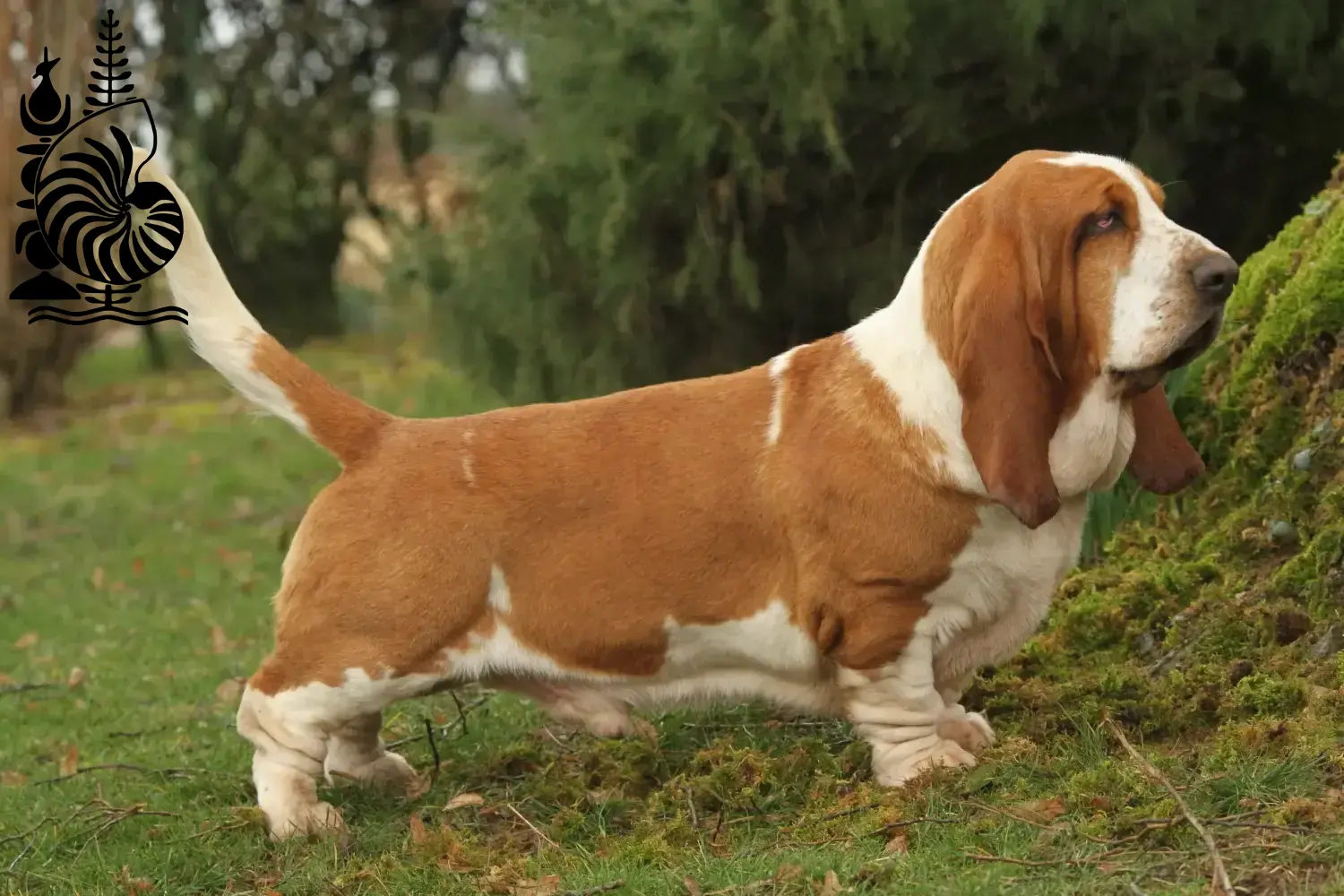 Basset Hound puppies and breeders New Caledonia Here you can find Basset Hounds breeders in New Caledonia.