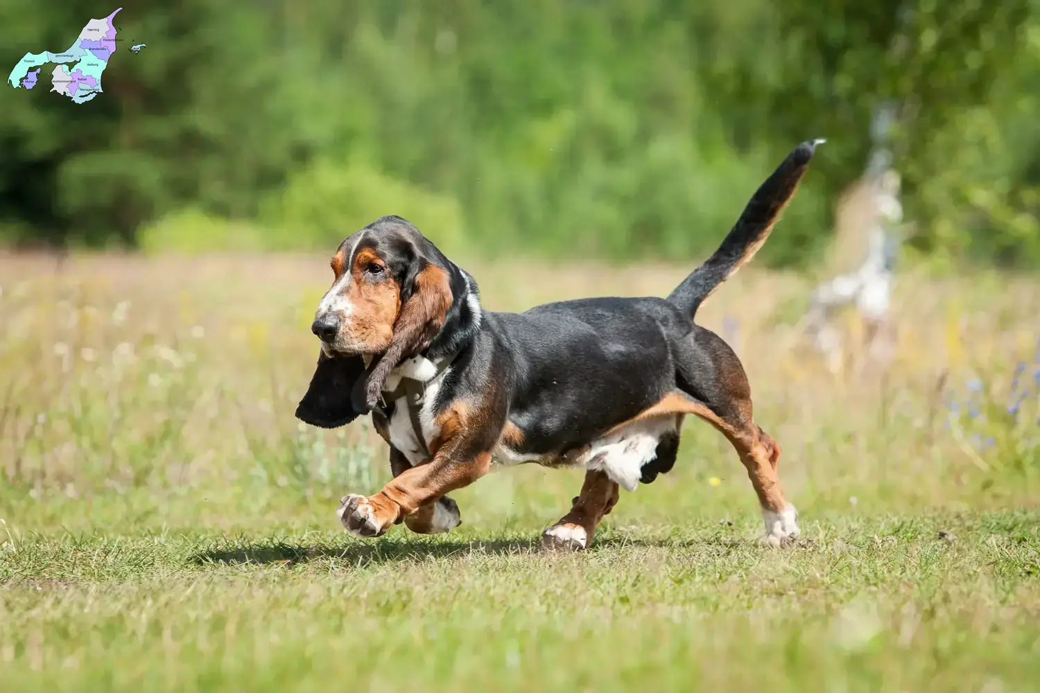 Basset Hound puppies and breeders Nordjylland Here you can find Basset Hounds breeders in Nordjylland.