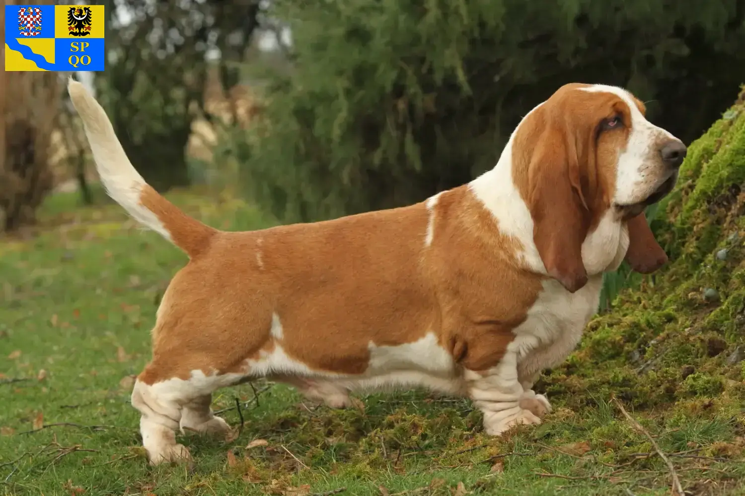 Basset Hound puppies and breeders Olomouc Here you can find Basset Hounds breeders in Olomouc.