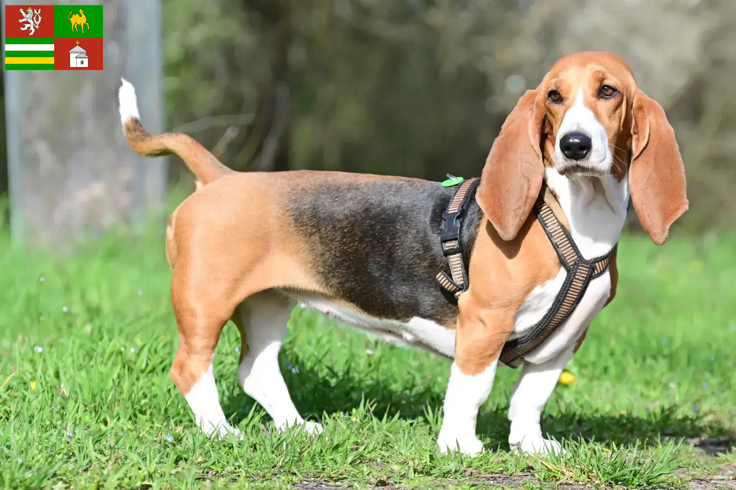 Basset Hound puppies and breeders Pilsen Find Basset Hounds breeders in Pilsen here.