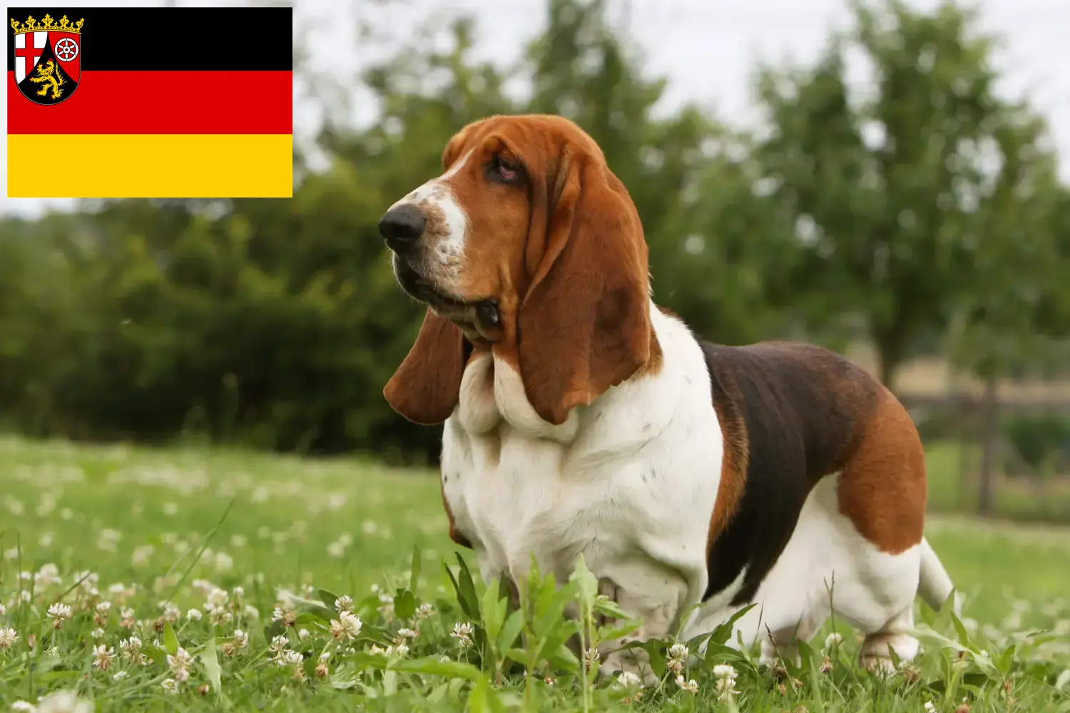 Basset Hound puppies and breeders Rhineland-Palatinate Here you can find Basset Hounds breeders in Rhineland-Palatinate.