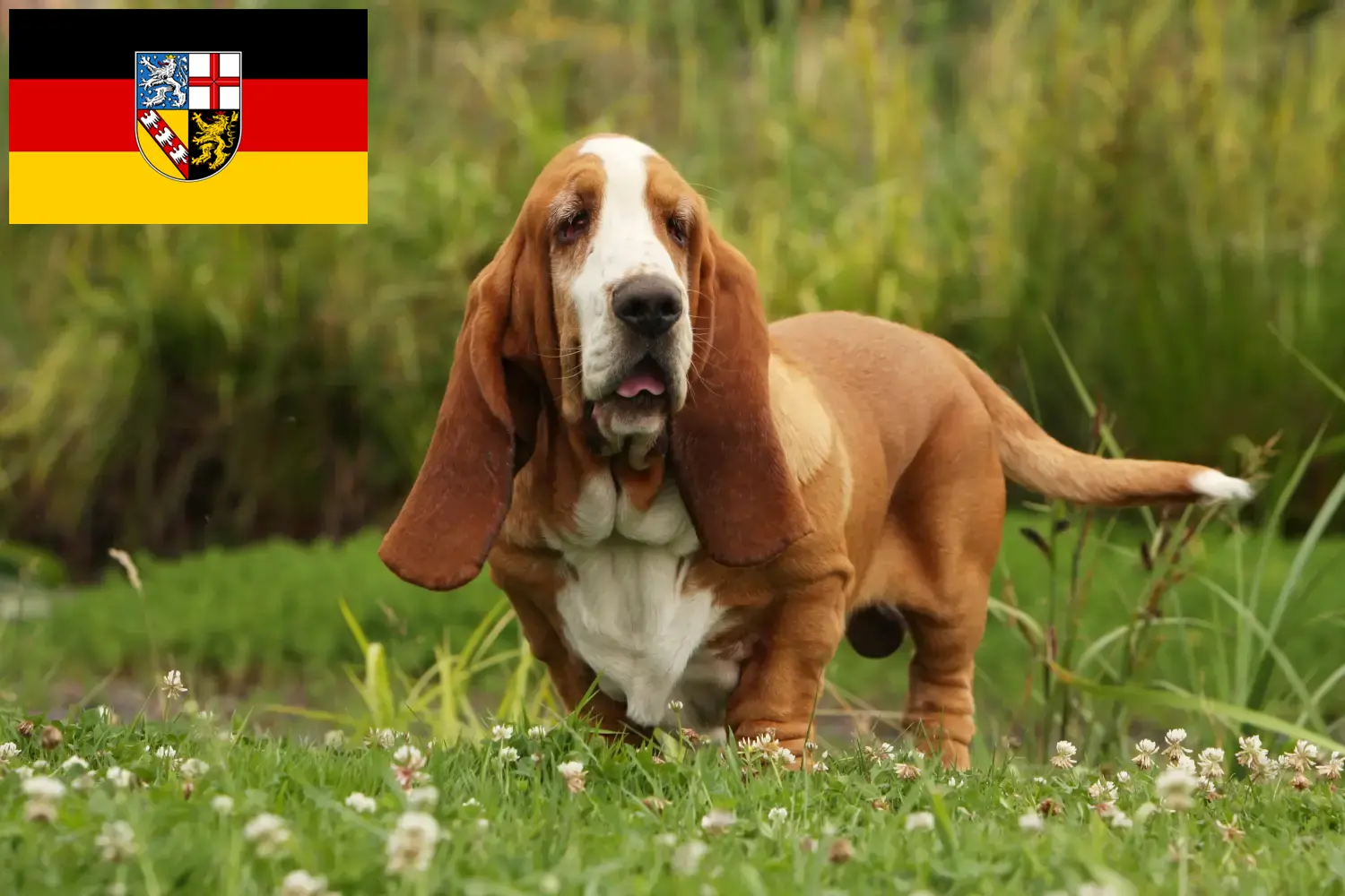 Basset Hound puppies and breeders Saarland Here you can find Basset Hounds breeders im Saarland.