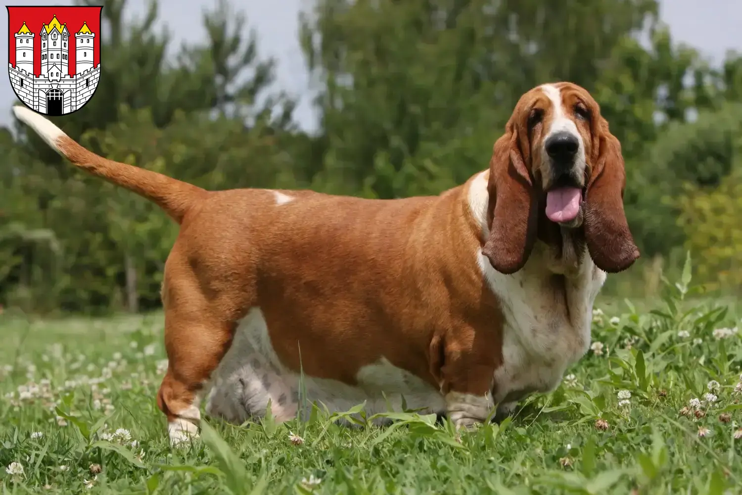 Basset Hound puppies and breeders Salzburg Here you can find Basset Hounds breeders in Salzburg.