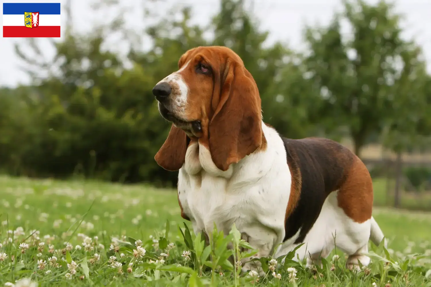 Basset Hound puppies and breeders Schleswig-Holstein Here you can find Basset Hounds breeders in Schleswig-Holstein.