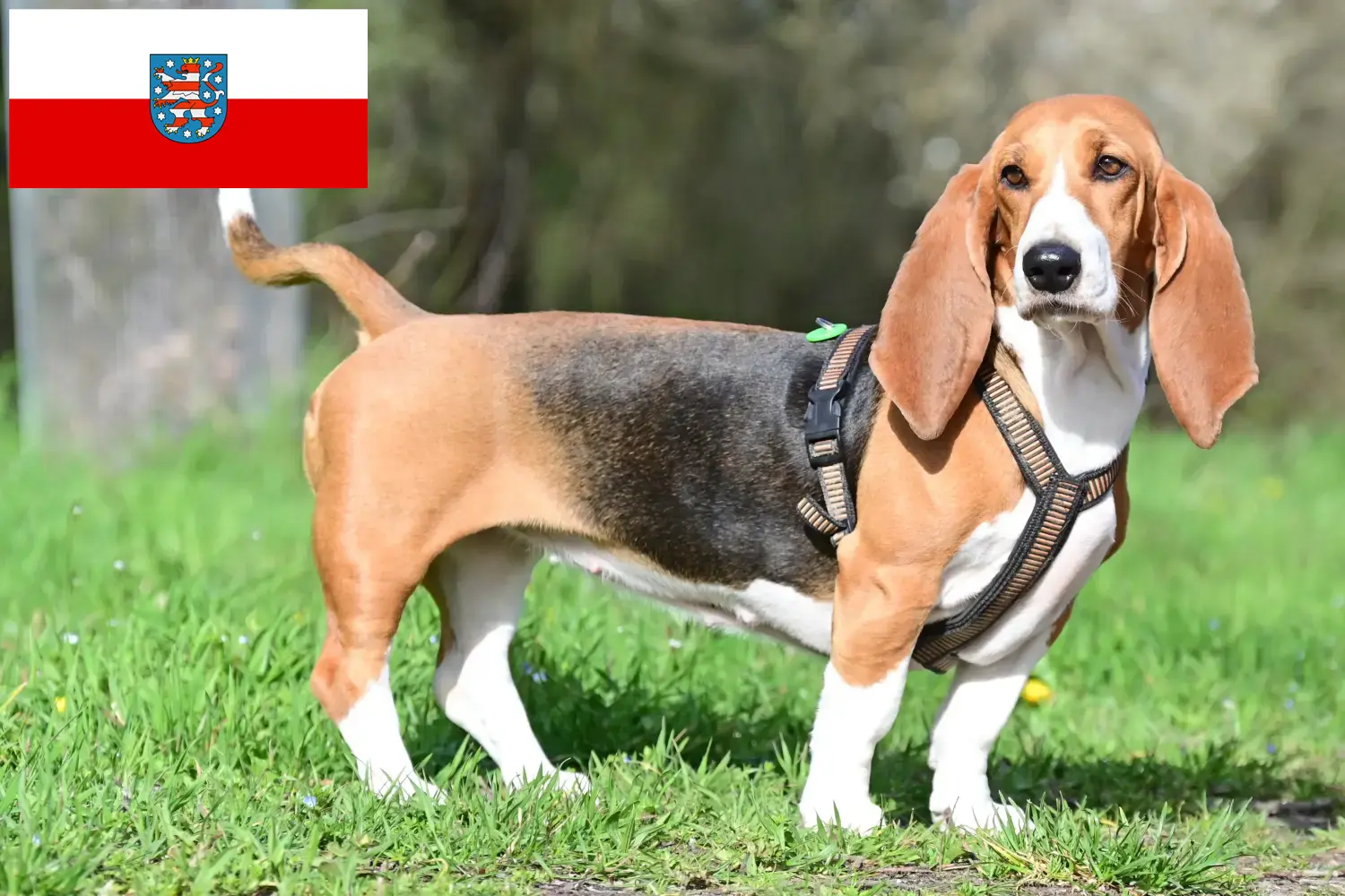 Basset Hound puppies and breeders Thuringia Here you can find Basset Hounds breeders in Thuringia.