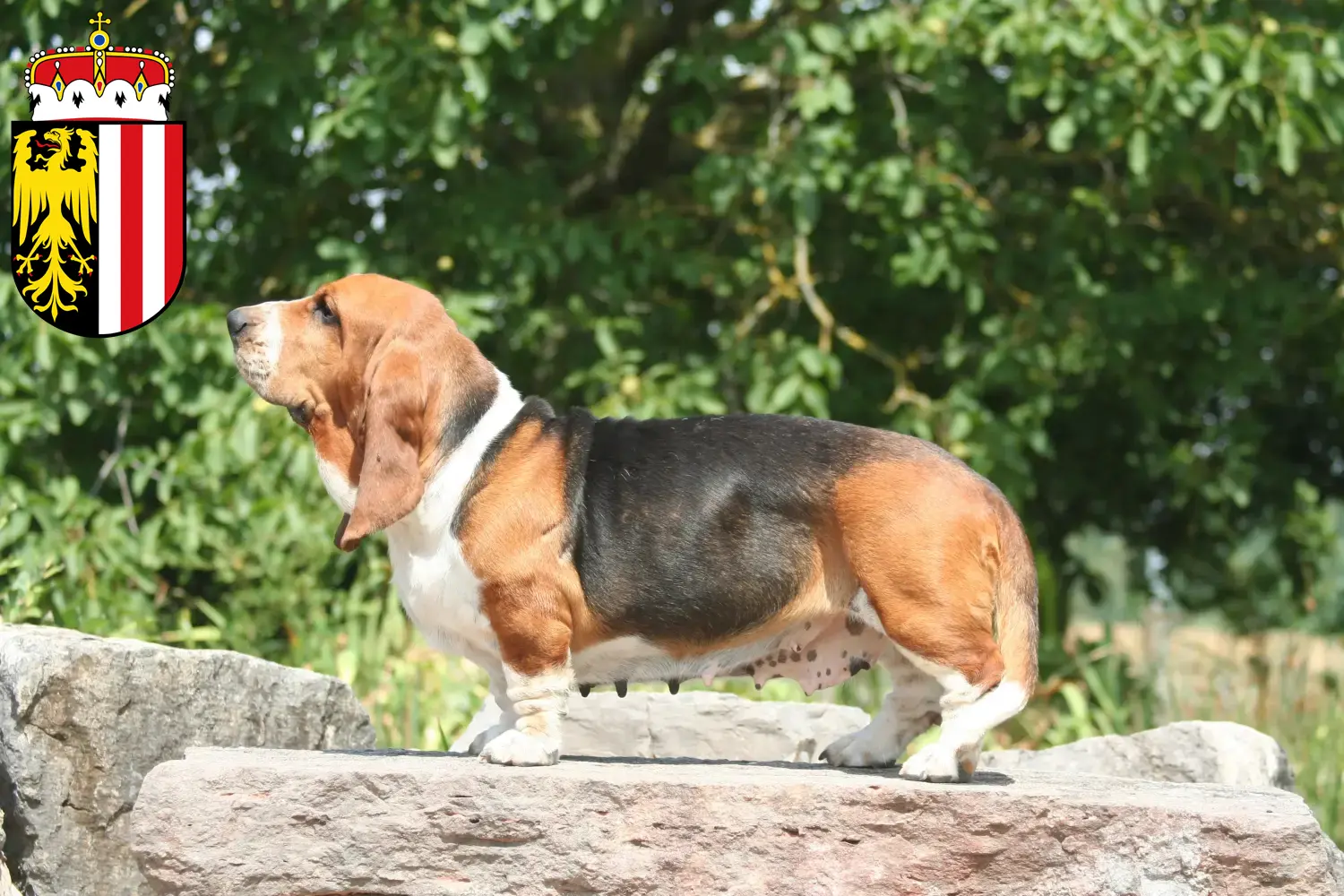 Basset Hound puppies and breeders Upper Austria Here you can find Basset Hounds breeders in Upper Austria.
