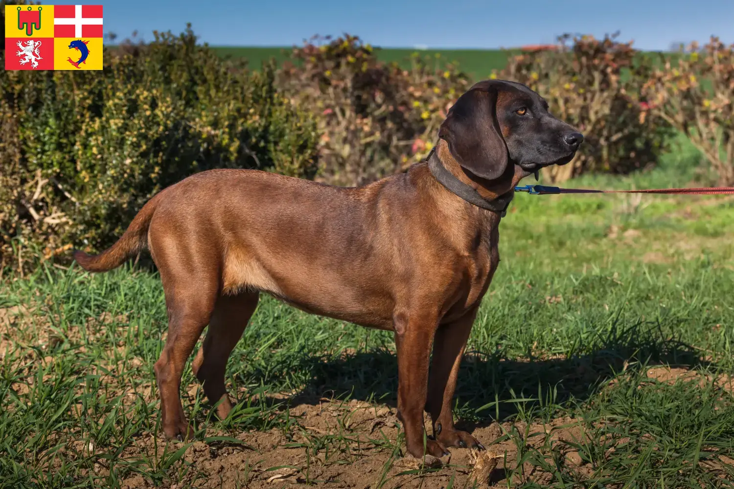 Bavarian Mountain Hound puppies and breeders Auvergne-Rhône-Alpes Find here Bavarian Mountain Hound breeders in Auvergne-Rhône-Alpes.