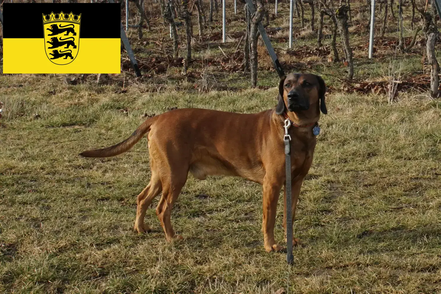 Bavarian Mountain Hound puppies and breeders Baden-Württemberg Here you can find Bavarian Mountain Hound breeders in Baden-Württemberg.