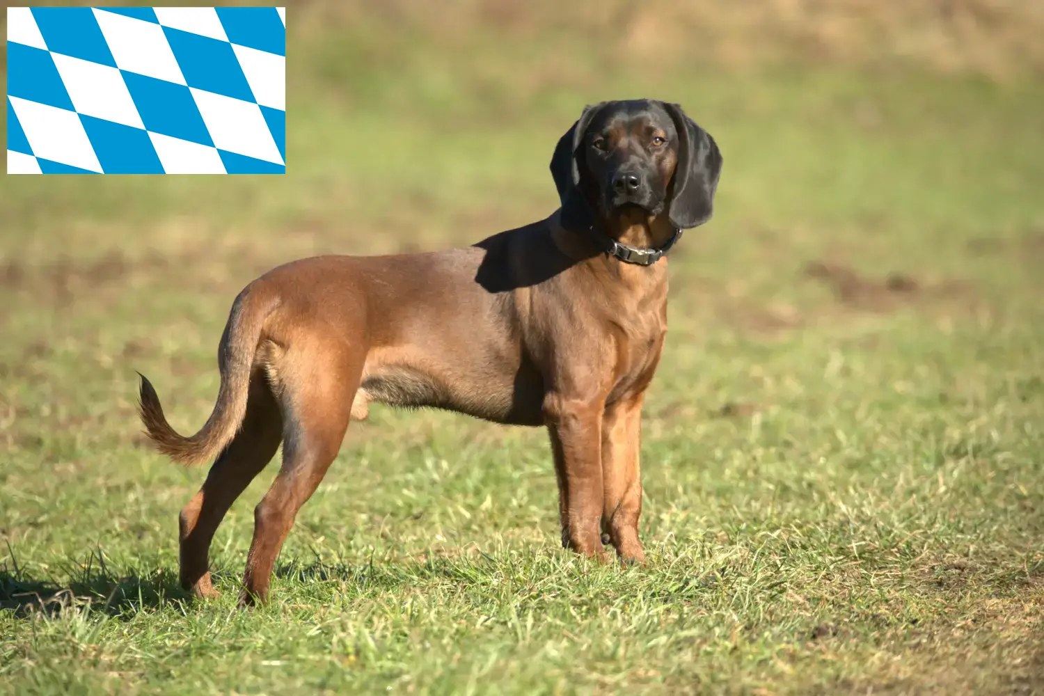 Bavarian Mountain Hound puppies and breeders Bavaria Here you can find Bavarian Mountain Hound breeders in Bavaria.