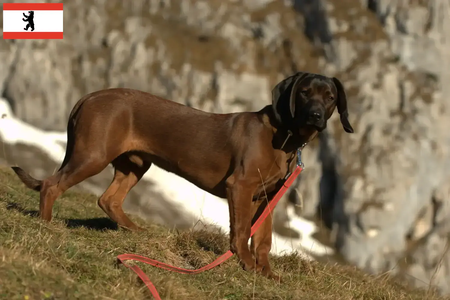 Bavarian Mountain Hound puppies and breeders Berlin Here you can find Bavarian Mountain Hound breeders in Berlin.