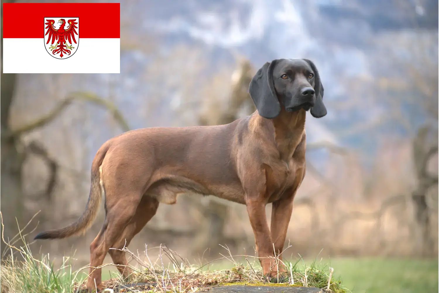 Bavarian Mountain Hound puppies and breeders Brandenburg Here you can find Bavarian Mountain Hound breeders in Brandenburg.