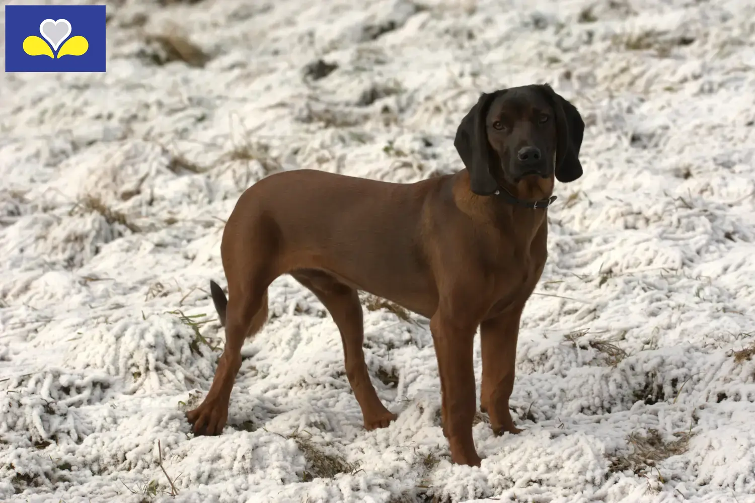 Bavarian Mountain Hound puppies and breeders Brussels-Capital Region Find here Bavarian Mountain Hound breeders in Brussels-Capital Region.