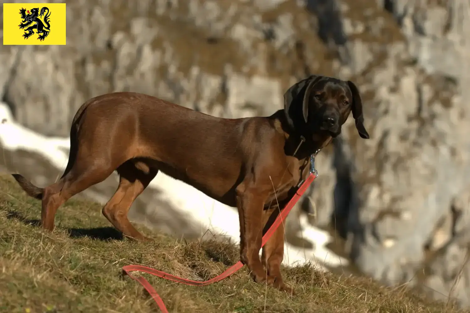 Bavarian Mountain Hound puppies and breeders Flanders Here you can find Bavarian Mountain Hound breeders in Flanders.