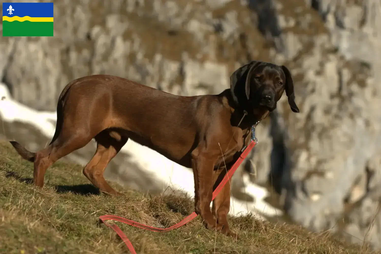 Bavarian Mountain Hound puppies and breeder Flevoland Find Bavarian Mountain Hound breeders in Flevoland.