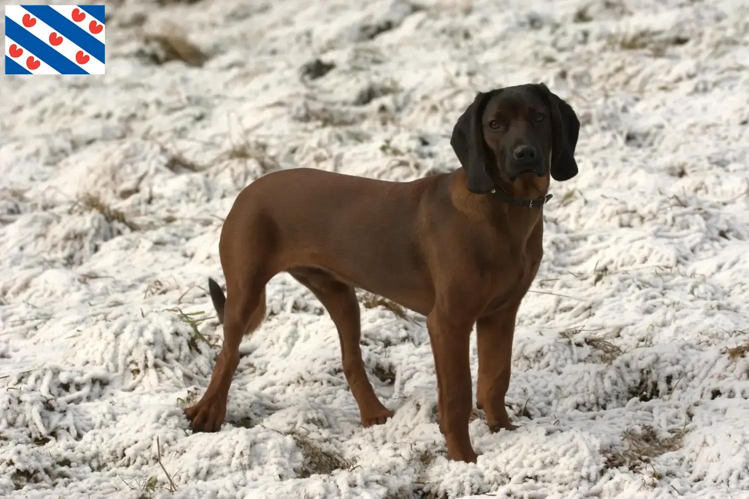Bavarian Mountain Hound puppies and breeders Friesland Here you can find Bavarian Mountain Hound breeders in Friesland.