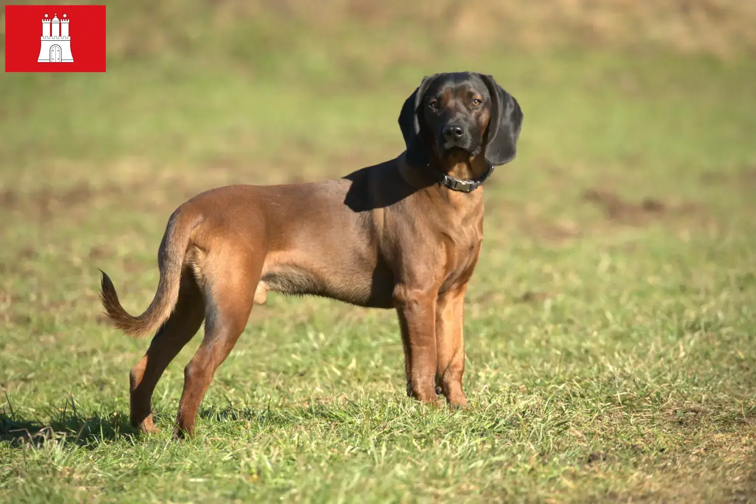 Bavarian Mountain Hound puppies and breeders Hamburg Here you can find Bavarian Mountain Hound breeders in Hamburg.