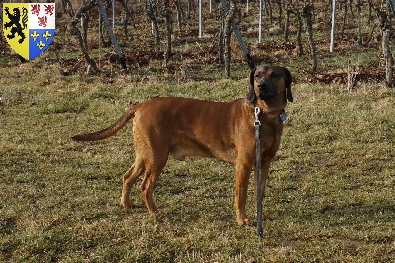 Bavarian Mountain Hound puppies and breeders Hauts-de-France Here you can find Bavarian Mountain Hound breeders in Hauts-de-France.