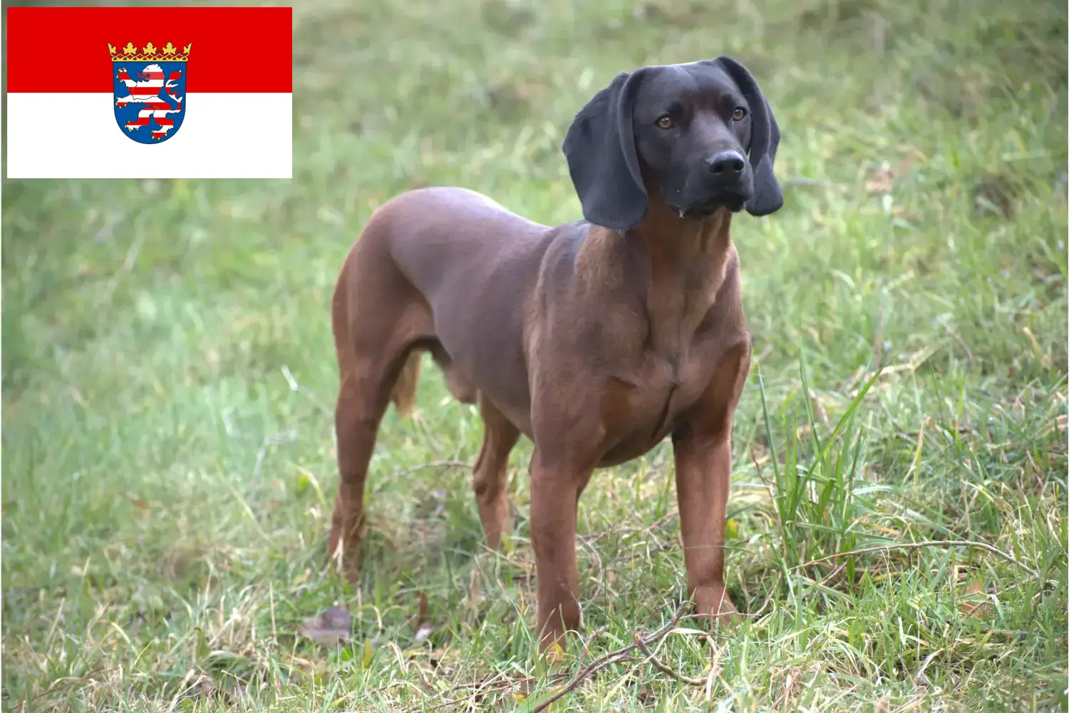 Bavarian Mountain Hound puppies and breeders Hesse Here you can find Bavarian Mountain Hound breeders in Hesse.