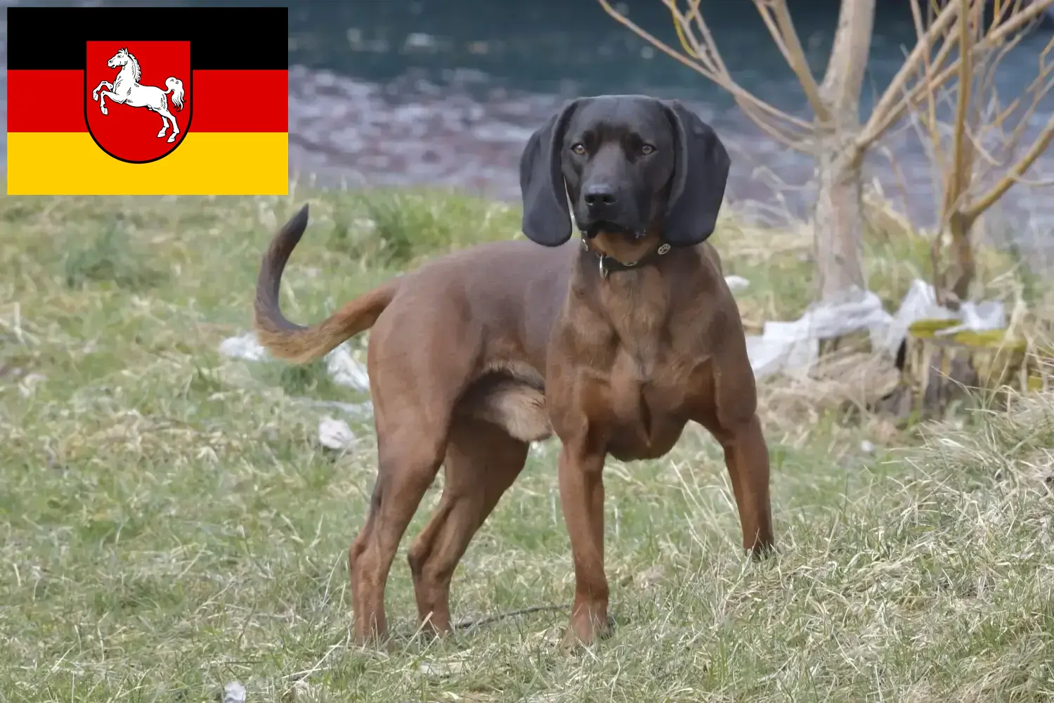 Bavarian Mountain Hound puppies and breeders Lower Saxony Here you can find Bavarian Mountain Hound breeders in Lower Saxony.