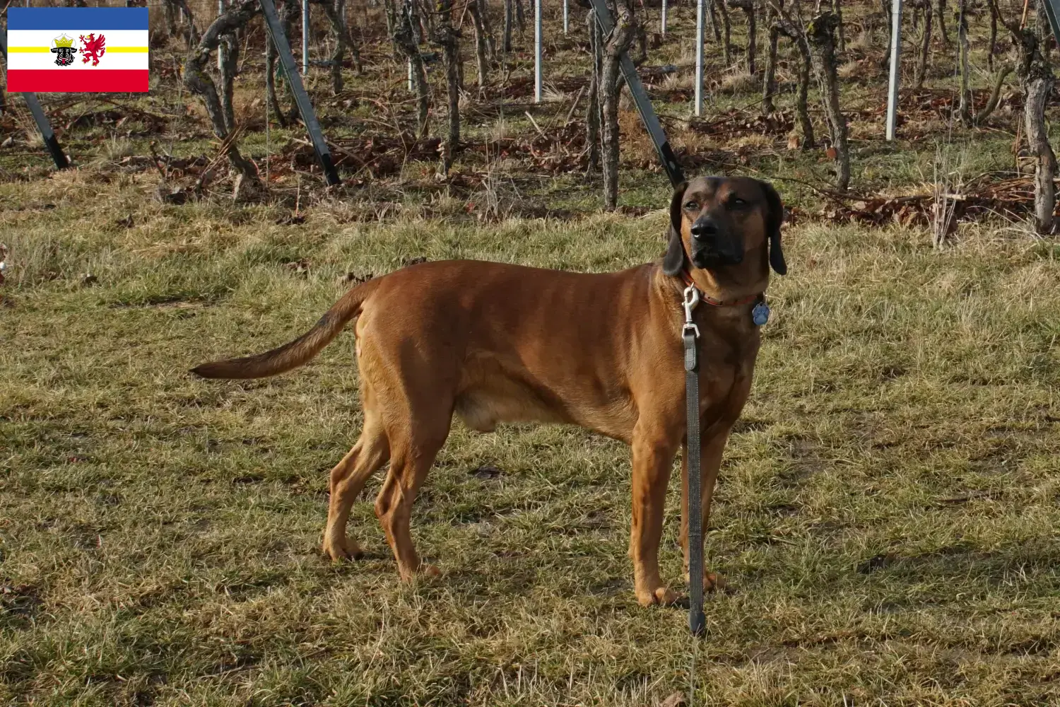 Bavarian Mountain Hound puppies and breeders Mecklenburg-Western Pomerania Here you can find Bavarian Mountain Hound breeders in Mecklenburg-Vorpommern.