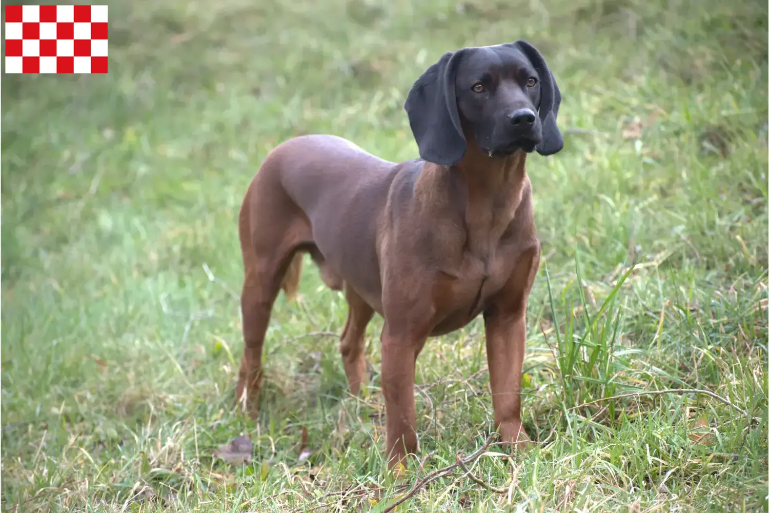 Bavarian Mountain Hound puppies and breeders North Brabant Find here Bavarian Mountain Hound breeders in North Brabant.